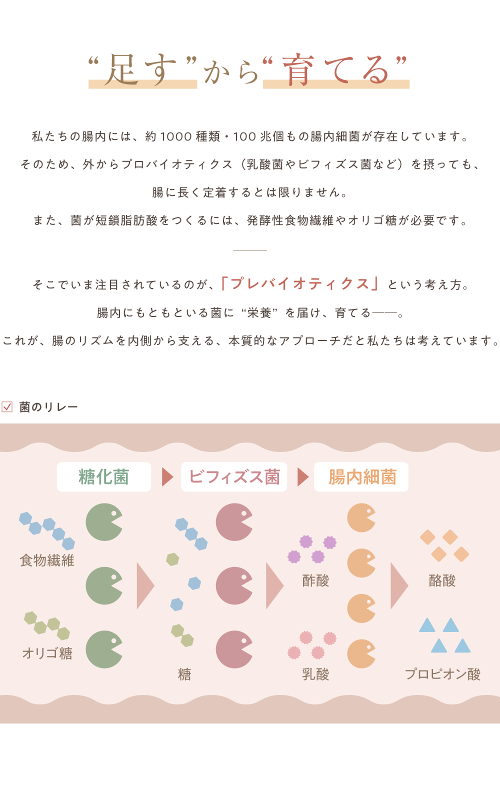 “足す”から“育てる” 私たちの腸内には、約1000種類・100兆個もの腸内細菌が存在しています。そのため、外からプロバイオティクス(乳酸菌やビフィズス菌など)を摂っても、腸に長く定着するとは限りません。また、菌が短鎖脂肪酸をつくるには、発酵性食物繊維やオリゴ糖が必要です。そこでいま注目されているのが、「プレバイオティクス」という考え方。腸内にもともといる菌に“栄養”を届け、育てる―。これが、腸のリズムを内側から支える、本質的なアプローチだと私たちは考えています。