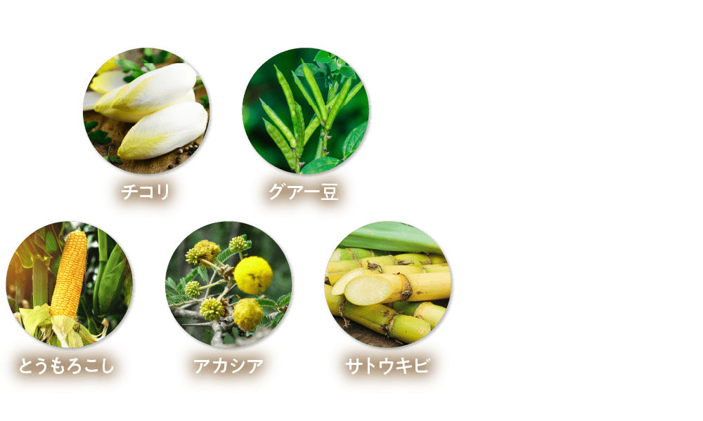 チコリ グアー豆 とうもろこし アカシア サトウキビ